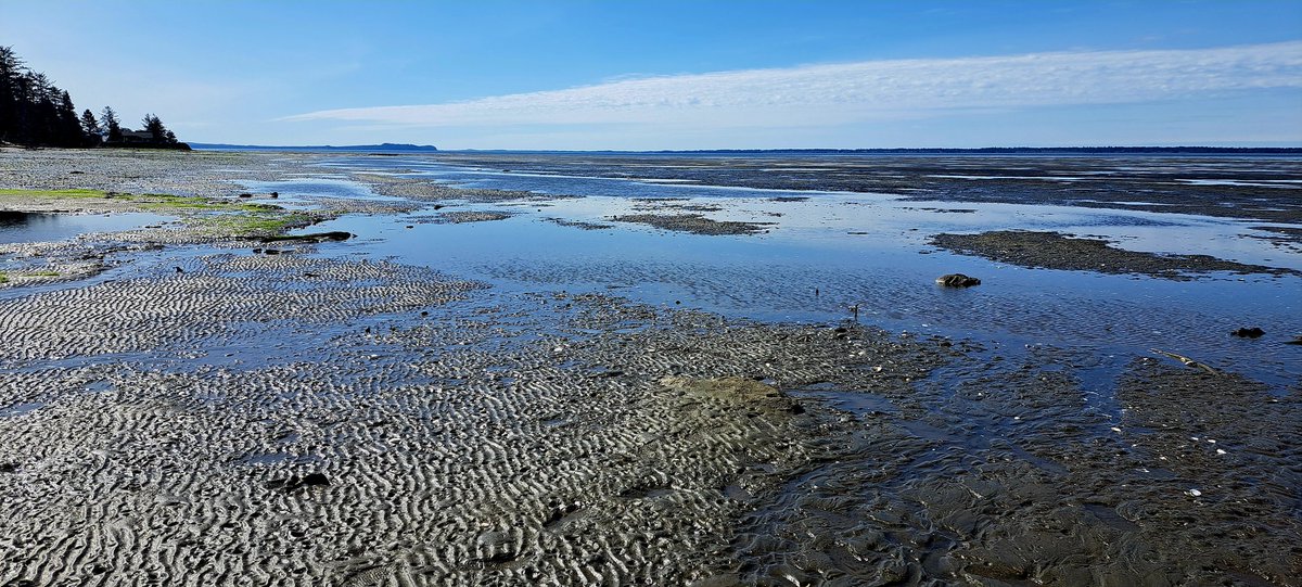 MeatsNeats's tweet image. Blessed Day on the Willapa.
