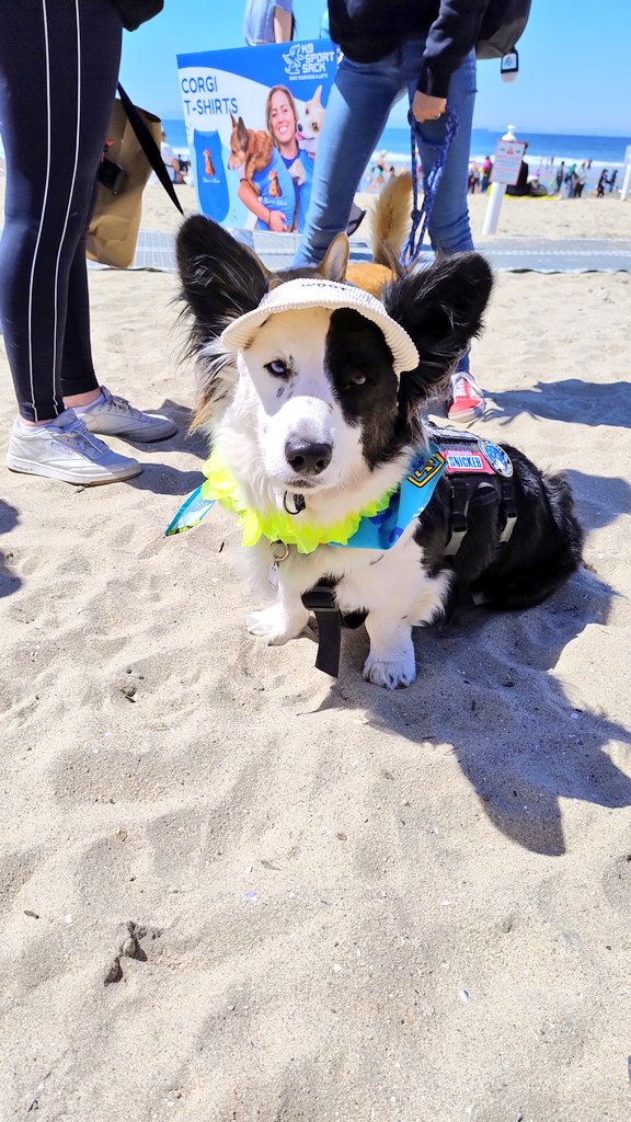 Pretzzi's tweet photo. Enjoying my day ๐โฅ๏ธ๐พ๐พ๐at #HuntingtonBeach for the #CorgiBeachDay
#Corgi
#Huntington
#California
#Beach https://t.co/I3s035ASaK