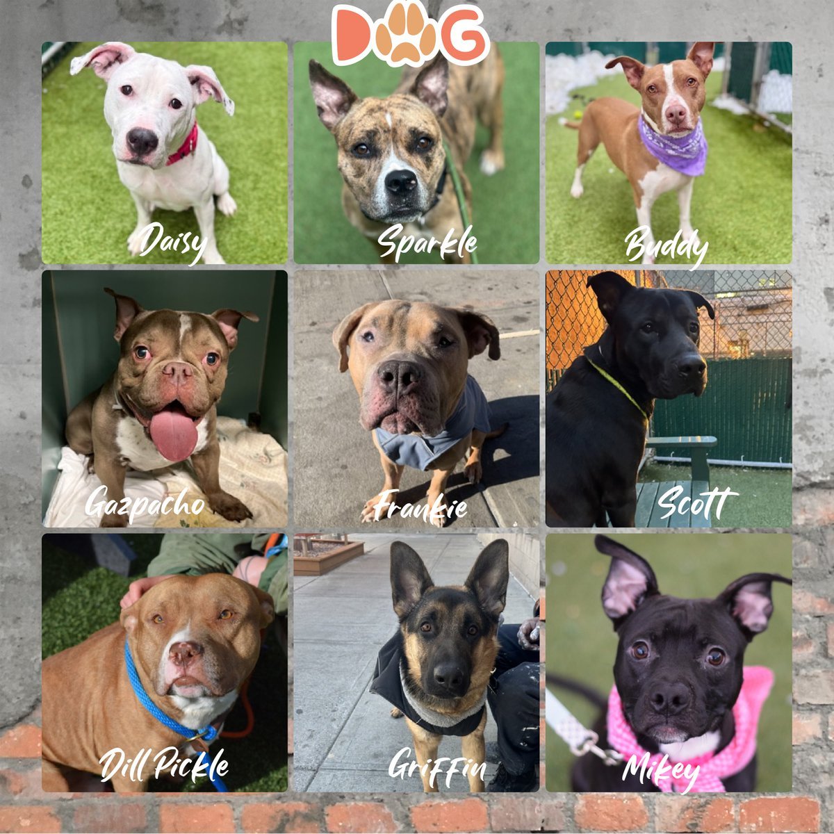9 dogs remain under kill command: Daisy, Sparkle, Buddy, Gazpacho, Frankie, Scott, Dill Pickle, Griffin &amp; Mikey. Anyone interested DM me.

Pledges:
Dill Pickle $1336
Daisy $1016
Frankie $821
Mikey $1191
Scott $855
Gazpacho $850
Griffin $845
Buddy $765
Sparkle $800