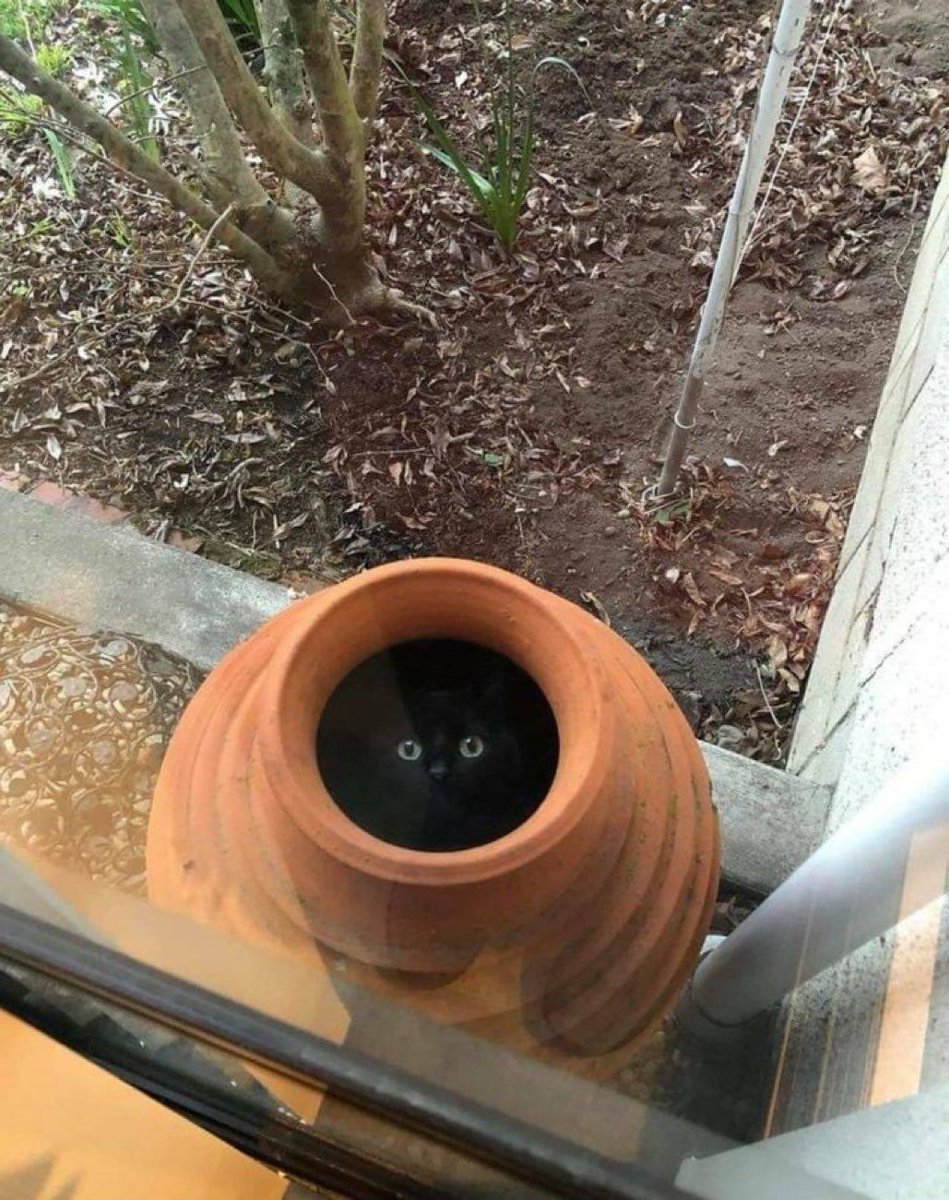 Content from menasaurio_1