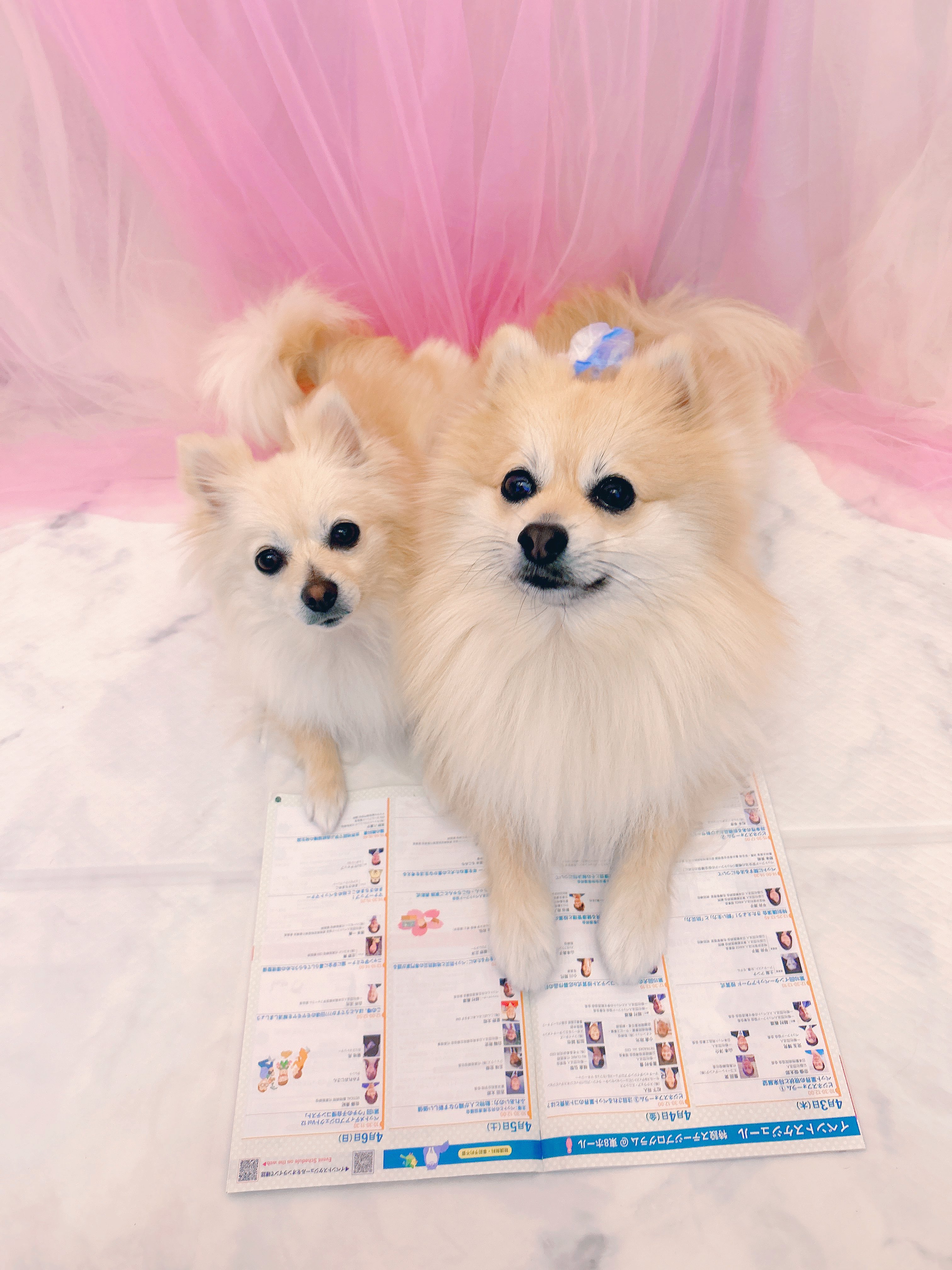 完璧すぎて可愛げがない すみれおじさん®︎(紫花  X: on 菫)【告知】🐹🦊 着物・浴衣