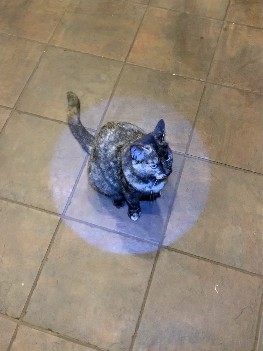 patchie pie 🥧 tweet media