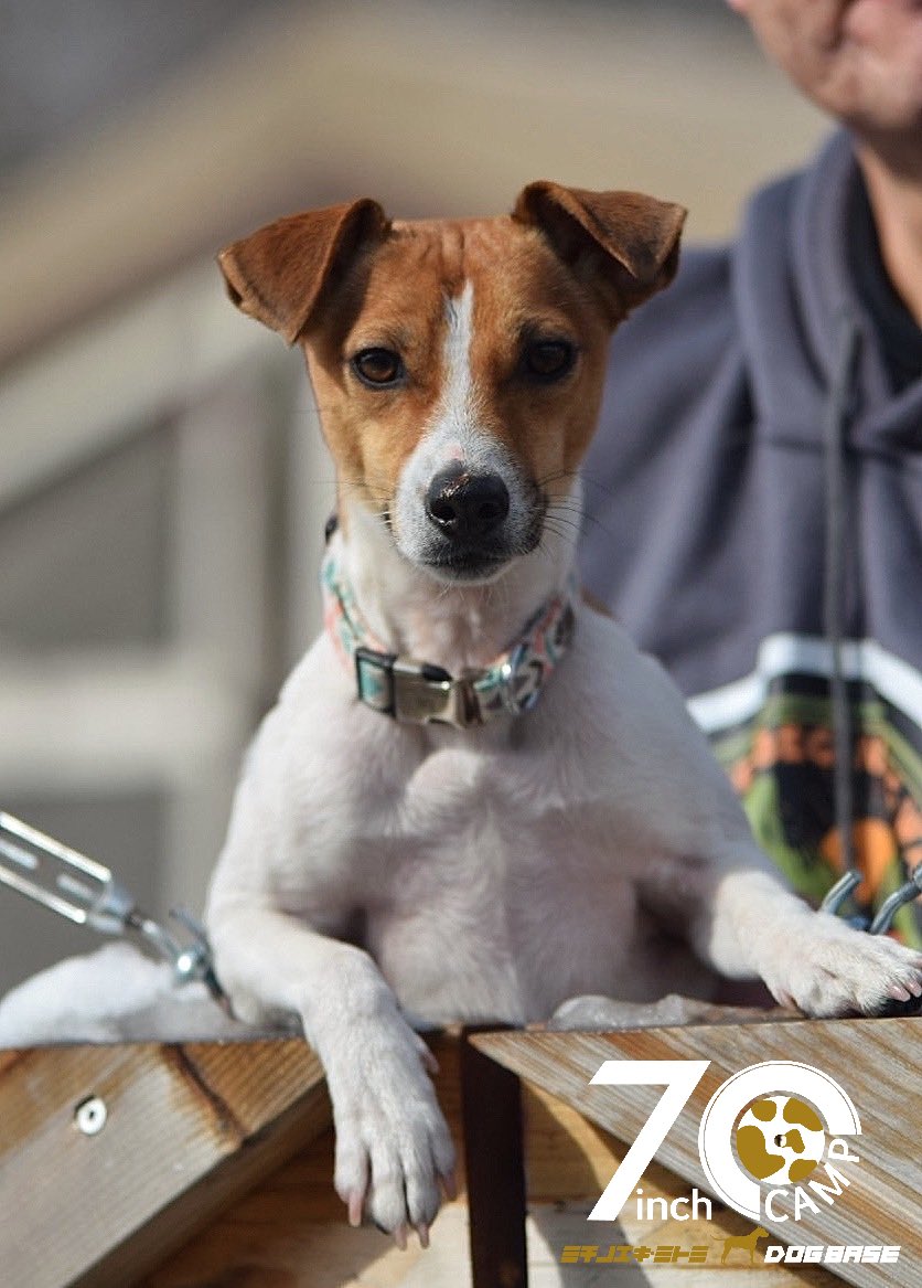 7inchCamp's tweet photo. 7inch CAMPミチノエキミトミ DOG BASE
#7inchcamp
#7inchcampミチノエキミトミdogbase
#ミチノエキミトミ
#道の駅みとみ
#ドックランサイト
#犬のいる暮らし
#犬好きな人と繋がりたい
#西沢渓谷
#広瀬ダム
#キャンプ場
#キャンプのある暮らし
#dogbase https://t.co/NCSKIIE4Yz