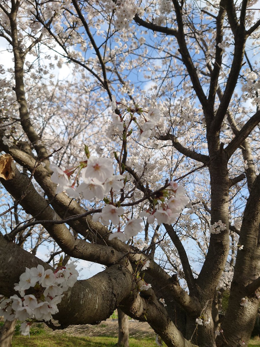 桜ってピンクのイメージあるけど
よくよく見たら白やんけっ!!