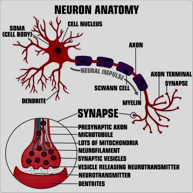 The average human is made up of an estimated 7,000,000,000,000,000,000,
000,000,000 (7 billion billion billion) atoms. 98% of those atoms are replaced in one year. 

It takes around 21 days to form a new habit. And about 90 days for a permanent lifestyle change. 

A new ‘neuro
