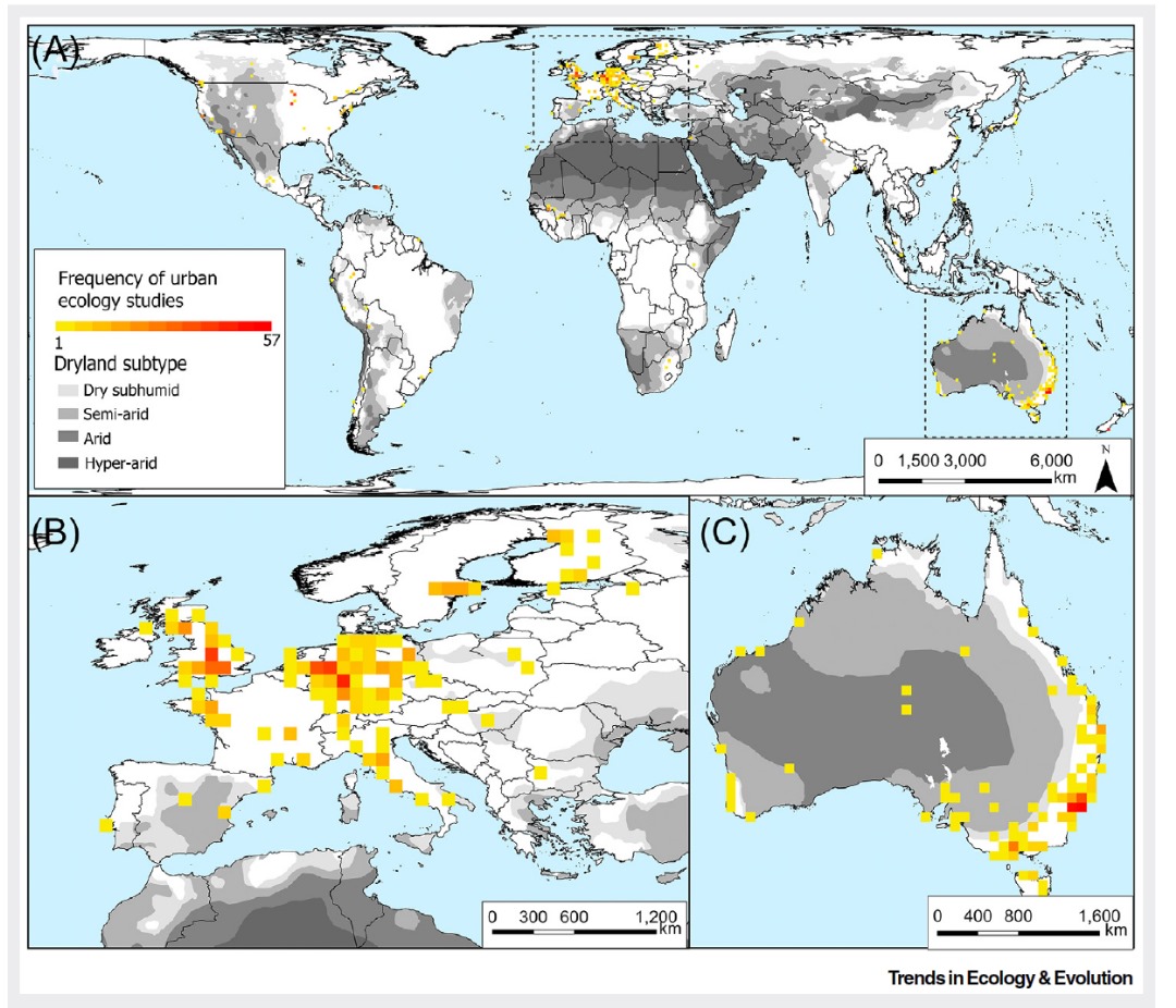 AdewaleAwoyemi's tweet image. 📢New paper @Trends_Ecol_Evo: The importance of biome in shaping urban biodiversity!
doi.org/10.1016/j.tree…
Urbanization research is biased towards temperate biomes, neglecting drylands!
Dryland cities support higher relative species richness than temperate cities.
Irrigation…
