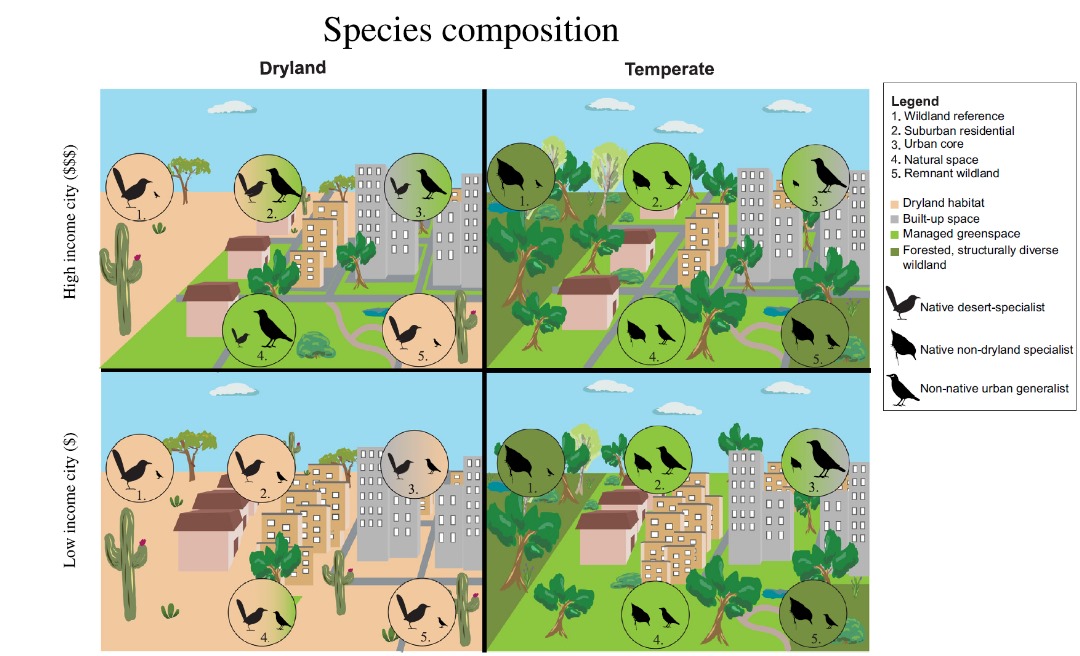 AdewaleAwoyemi's tweet image. 📢New paper @Trends_Ecol_Evo: The importance of biome in shaping urban biodiversity!
doi.org/10.1016/j.tree…
Urbanization research is biased towards temperate biomes, neglecting drylands!
Dryland cities support higher relative species richness than temperate cities.
Irrigation…