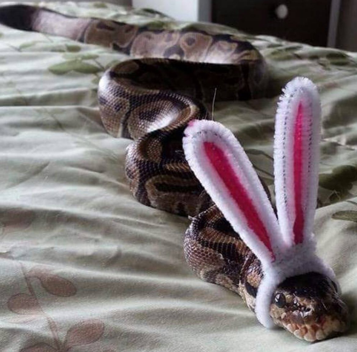 Happy Easter everyone! 🐍🐰