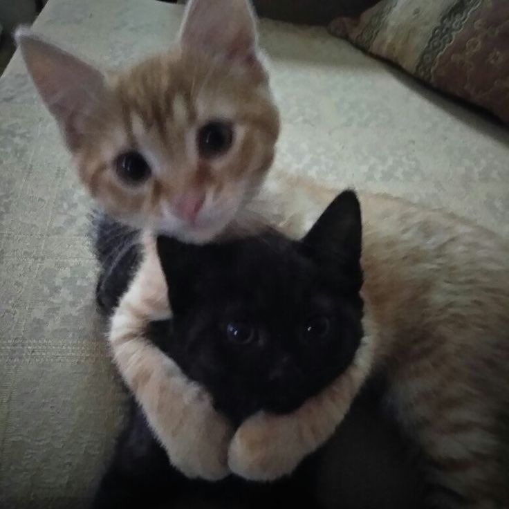 cIawdia's tweet image. 