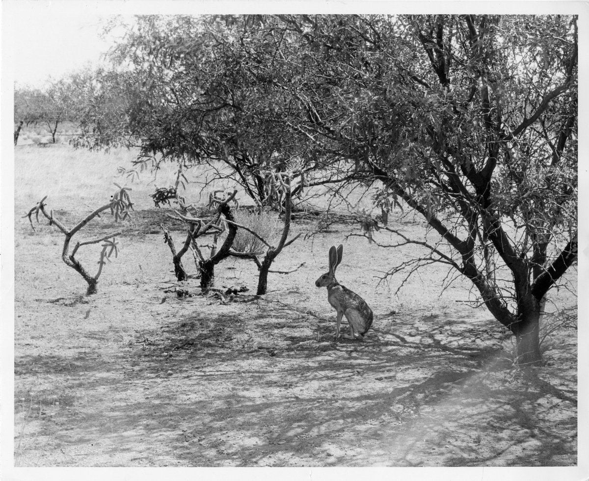 USFWS History tweet media