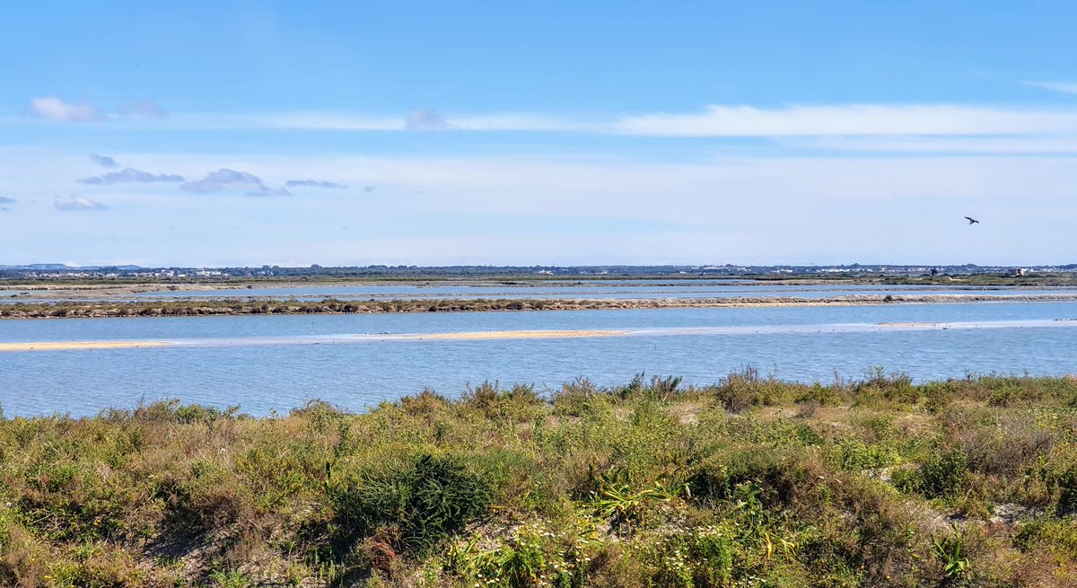 BSalinaria's tweet photo. Salina El Estanquillo, en San Fernando (Cádiz). #salinas https://t.co/p61X5vKwkI