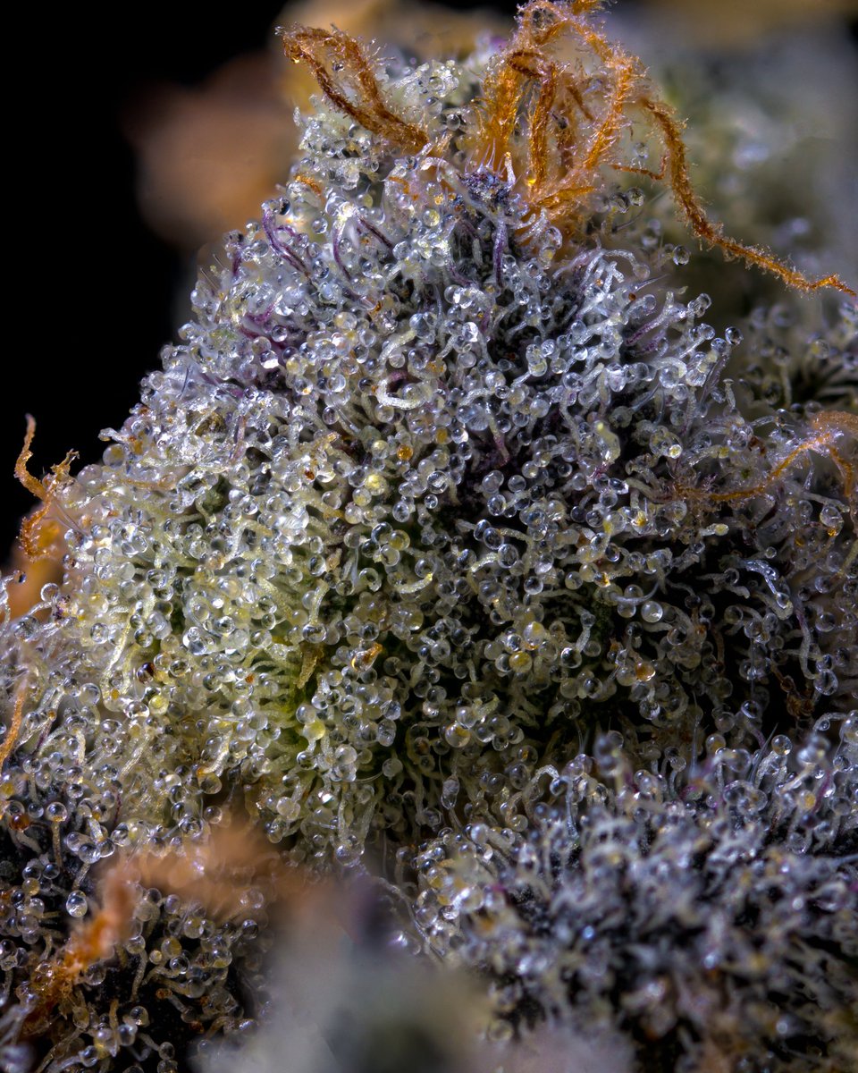 woke up to the giveaway post being deleted?! so let's try this again 😅

🚨 4/20 SEED GIVEAWAY 🚨 

Enter for a chance to win a 5pk of OG Kush auto and another 5pk of your choice!!   

1. Like / Follow / Retweet 
2. tag a fellow growmie  

Winner will be drawn at 8pm est.