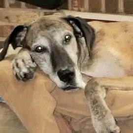 We traveled from Maryland to North Carolina to adopt Ethel ...