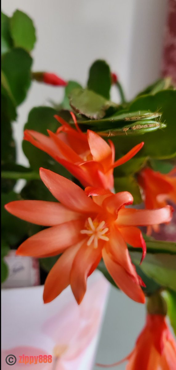zzippy888's tweet photo. Happy Easter!💕 #Thanksgivingcactus #Eastercactus #flower #photography  #myplant 🥰😊😍 https://t.co/M1oOyDf7Wu