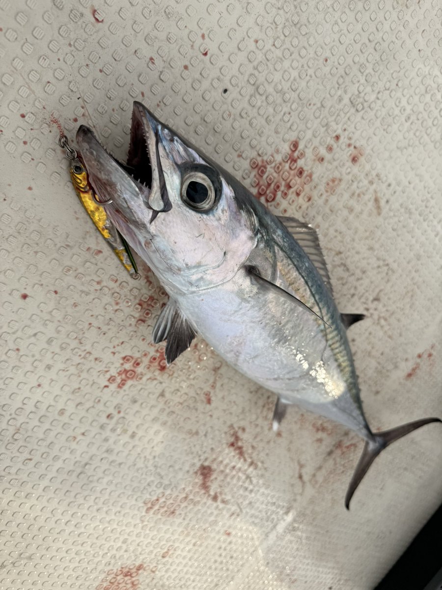 murachio's tweet image. GTおらんなぁ