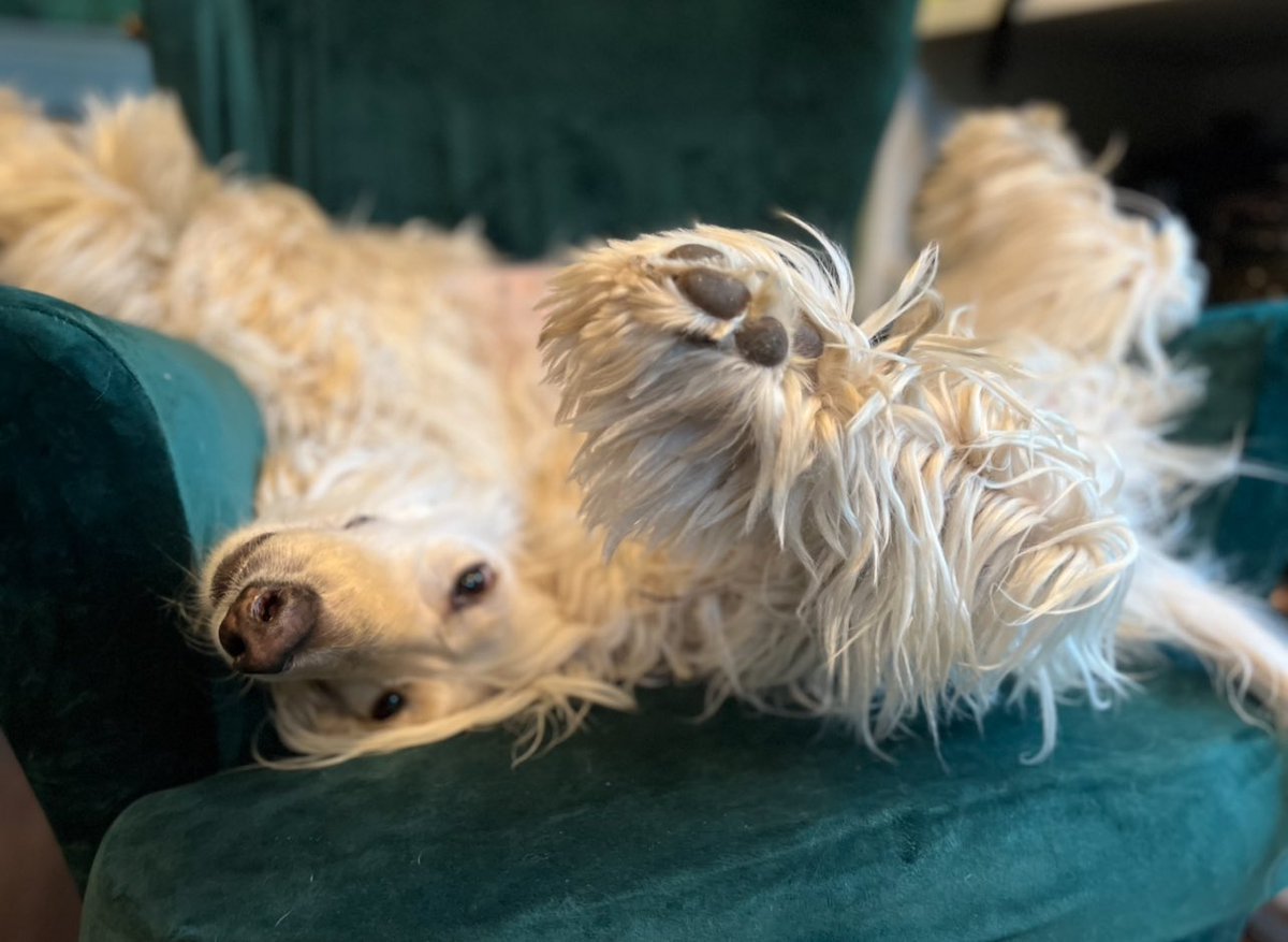 SeaBossannova's tweet photo. @rickygervais Broken? Or just deep into an advanced-level Napasana? Check for tiny earbuds, might be mid-zoomies-cooldown meditation?
Mine’s clearly in Napasana Supreme: Full twist, paws to the sky, total surrender. Probably levitating by now. 💞 🐾 https://t.co/H7UpZIKaXK