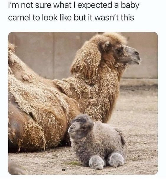 WholesomeMemes (@wholesomememe) on Twitter photo 