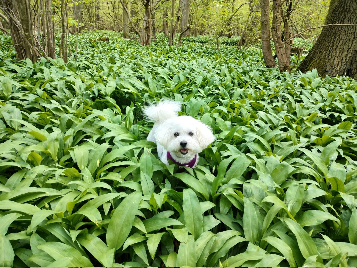 Happy Easter from us in the #wildgarlic. Dad has gone fishing mum is #billynomates and we fink there's a rat in the garden. 🐀 So mum says we drivin her bonkers trying to find it 🔎🐩🐩😫 #Easter2025 #dogs #PuppyLove #bichon #poodle #poochon