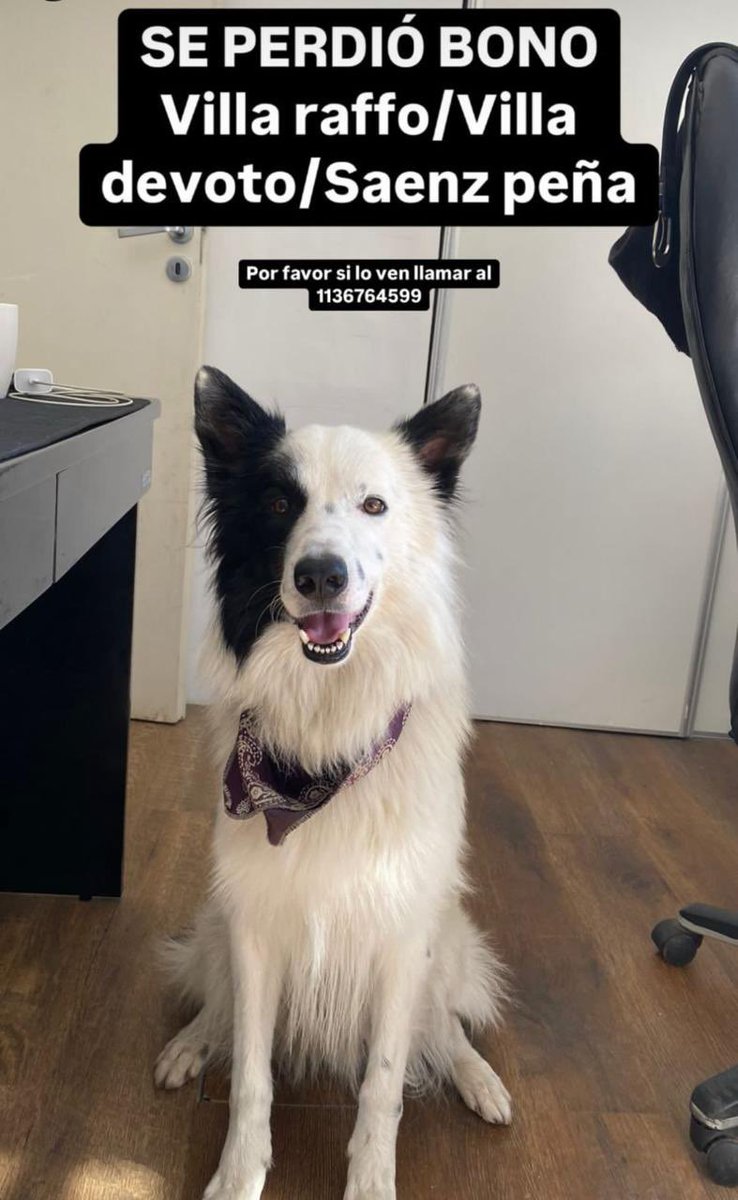 Se agradece difundir es el perro de una amiga