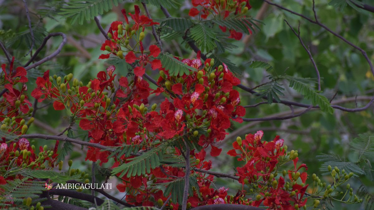 gulatiambica's tweet photo. Flaming Gulmohars #balcony #photography #Flowers #Season_of_Memories #trees #treesofIndia @moefcc @incredibleindia https://t.co/nmVgBfxTgb