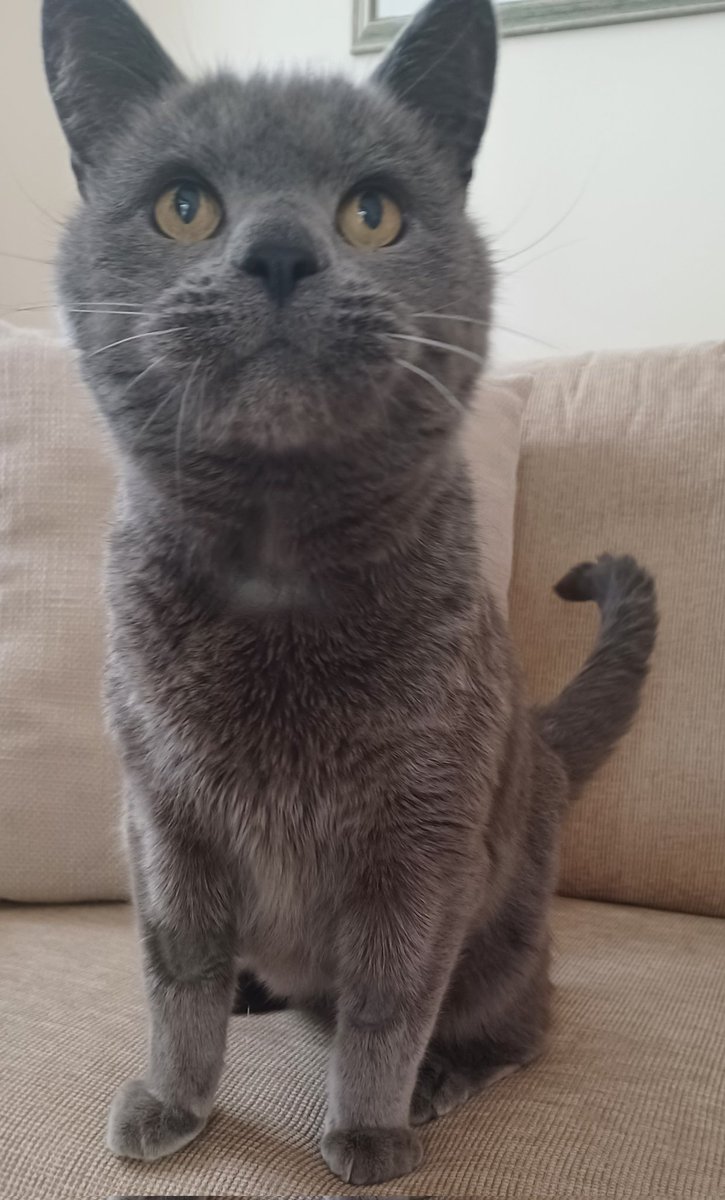 Happy Easter everyone 🐣🐰 #CatsOfTwitter #CatsOfX #EasterSunday