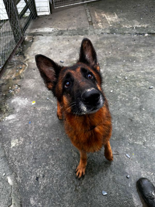 Goldie is 8yrs old and she was found in abandoned property with 10 other #dogs! Goldie can live with older kids and is in #foster in #Cornwall 
#GermanShepherd 
gsrelite.co.uk/goldie-2/
