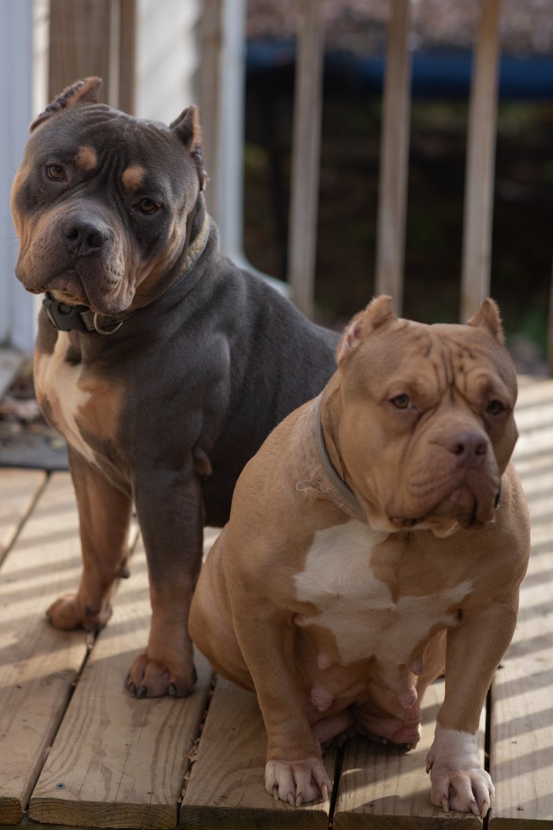 Quad_Muad8's tweet photo. Last two male pups left! 🏡 papers in hand. 4months. DM 📲 for more INFO https://t.co/7nTroimjZb