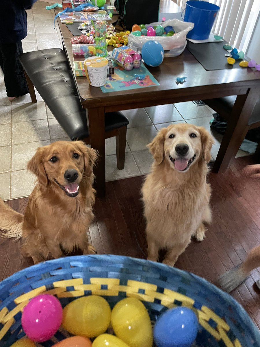 However you choose to celebrate (or not), wishing you a great day!! 

We kept our egg hunt tradition going. Once the 2-legged kids finished finding their eggs, we put out some filled with hotdogs for the 4-legged crew. 😄
