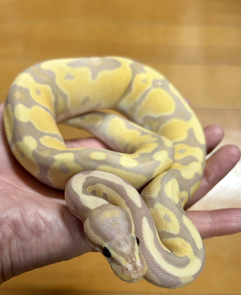 BIGレプお迎え報告その2
ボールパイソンのバナナエンチ女の子✨夫の猛プッシュに折れましたwでも、まあーかわいいからいっか！！って感じです
<a href="/DEU_Reptiles/">DEU Reptiles</a>