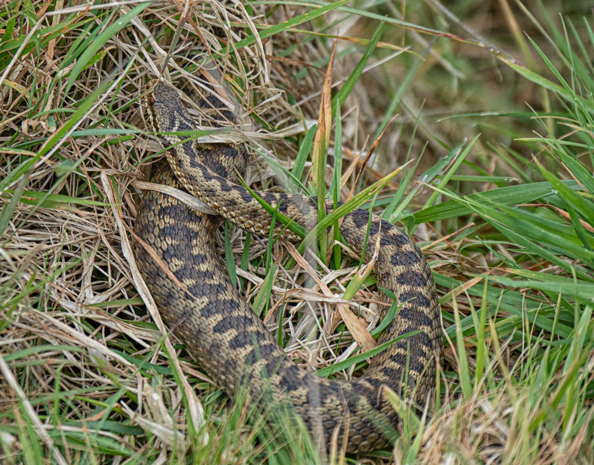 Phil Taylor (@angleseyboy) on Twitter photo A few photos of the 5 Adders I saw this morning at the Dingle #Llangefni
<a href="/AngleseyScMedia/">Anglesey socialmedia</a> #Anglesey <a href="/IoloWilliams2/">Iolo Williams</a> <a href="/Ruth_ITV/">Ruth_TV</a> <a href="/BBCSpringwatch/">BBC Springwatch</a> #Adders <a href="/ItsYourWales/">It's Your Wales</a> <a href="/S4Ctywydd/">S4C Tywydd</a> A few photos of the 5 Adders I saw this morning at the Dingle #Llangefni
<a href="/AngleseyScMedia/">Anglesey socialmedia</a> #Anglesey <a href="/IoloWilliams2/">Iolo Williams</a> <a href="/Ruth_ITV/">Ruth_TV</a> <a href="/BBCSpringwatch/">BBC Springwatch</a> #Adders <a href="/ItsYourWales/">It's Your Wales</a> <a href="/S4Ctywydd/">S4C Tywydd</a>