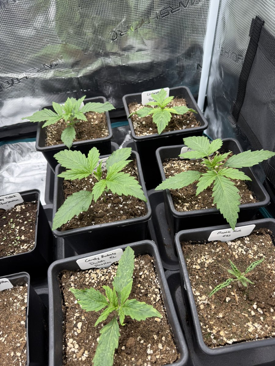 Happy Easter from the little ladies!
 
Hope y’all have a great day!