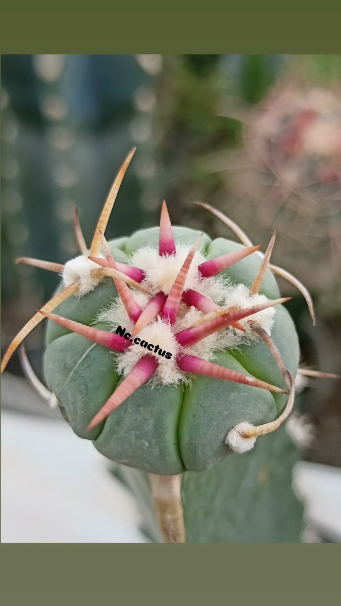 ASalimikh38702's tweet photo. 🌵 cactus 🌵 https://t.co/RfevM2pAA7