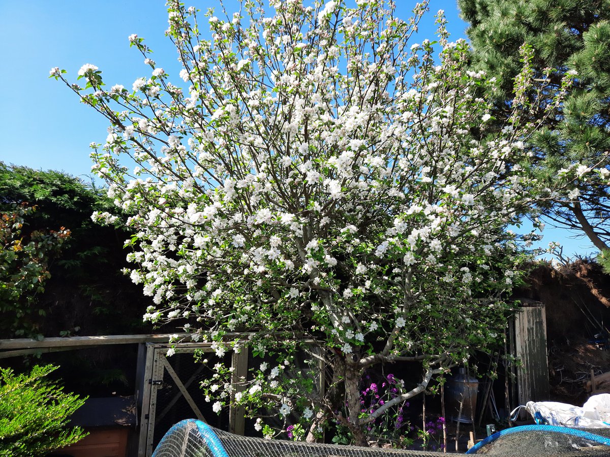 A beautiful afternoon in sunny Shropshire.  The garden always looks great after moving the lawn. It looks like we are in for another bumper crop of apples this autumn with all the blossom on the tree.