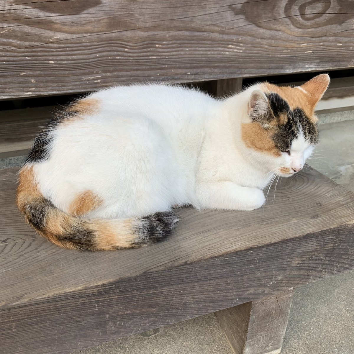 犬猫好きだけど犬猫アレルギーだった！

アレルギーテストして発覚。
ずっと鼻炎気味で、ハウスダストやスギやヒノキが引っかかったのは、やっぱりと思ったけど、犬猫も引っかかってショック！
思い返してみると、実家や弟の家に行くと調子悪かったんだけど、それも納得した。マジかー。