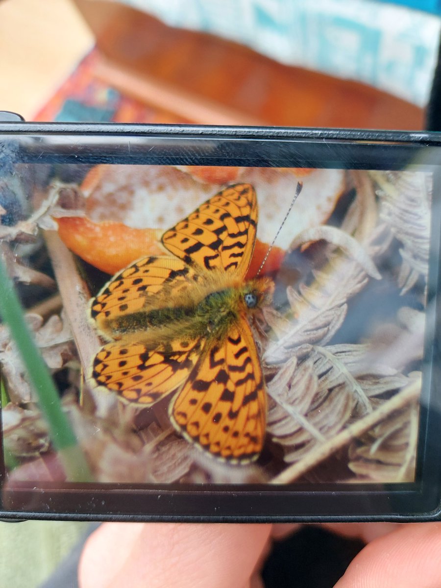 Lots of pearl-bordered fritillary on the wing at #Haldon this afternoon. A first for me #devonbutterflies