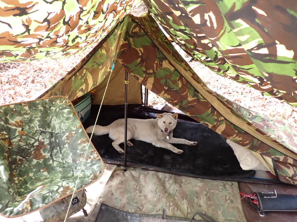 イギリス軍　バシャタープ　シェルターシート　ウッドランドカモ　正規品 イギリス軍 バシャタープ シェルターシート ウッドランドカモ 正規品