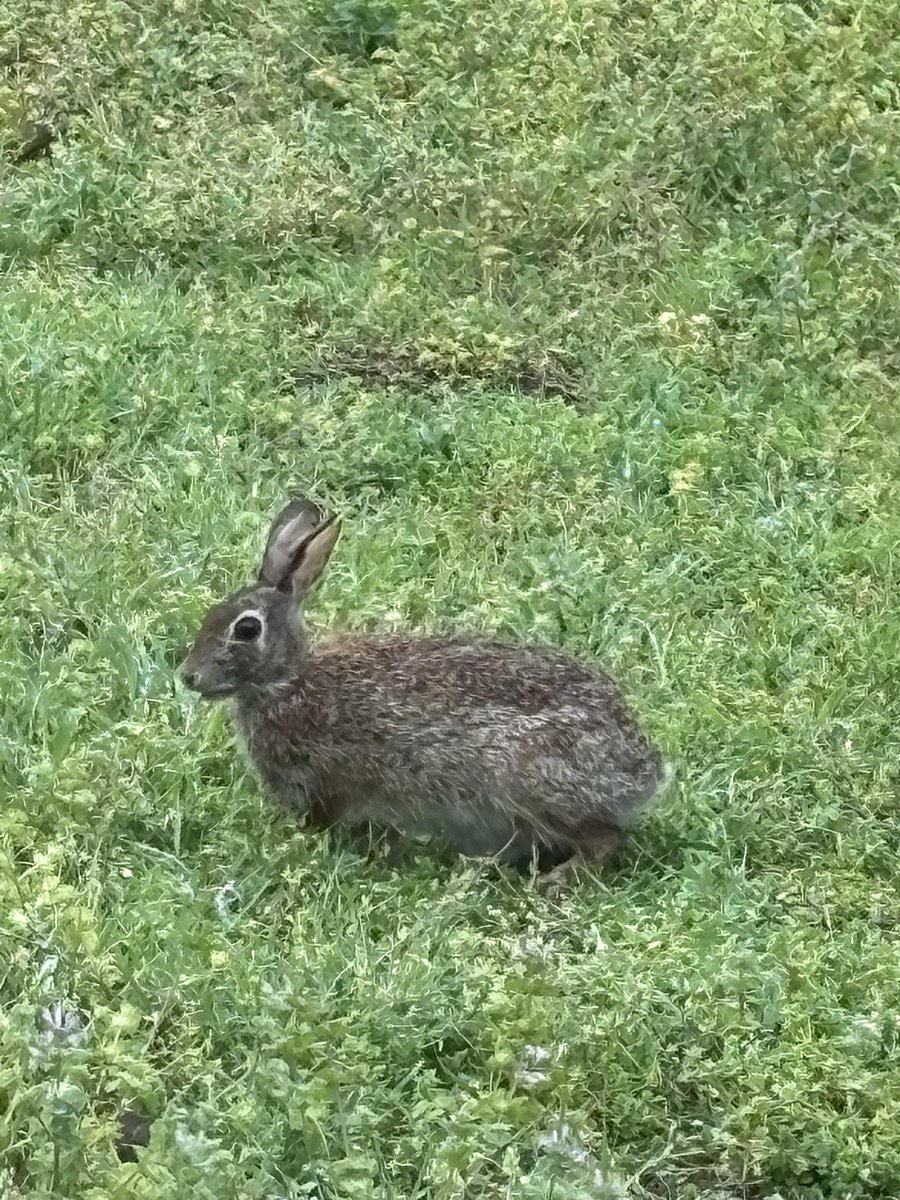 Happy Easter from our backyard!