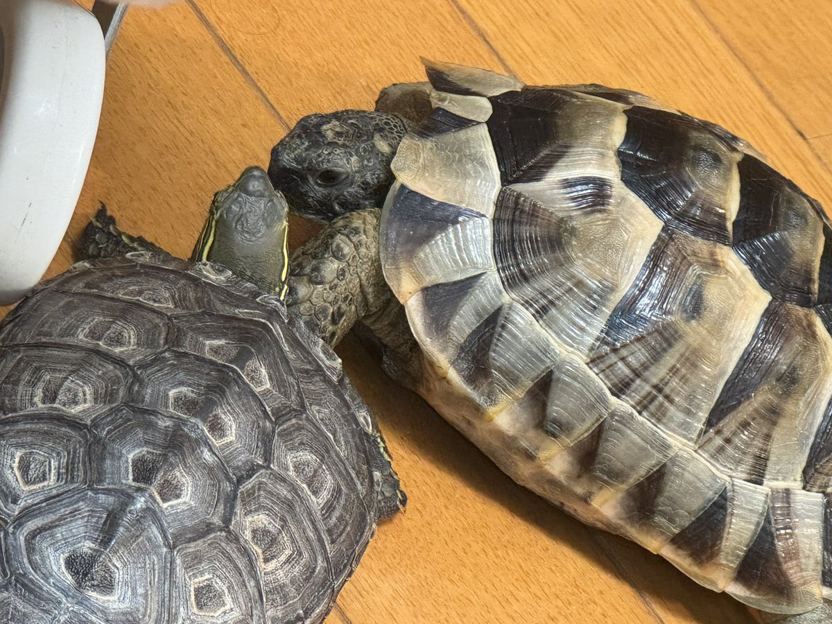 uuuni_10's tweet photo. 異種交流 https://t.co/k09SPbJTEr