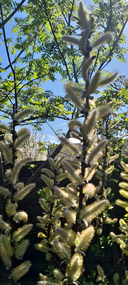 NERVOUS HILL DWELLER tweet media