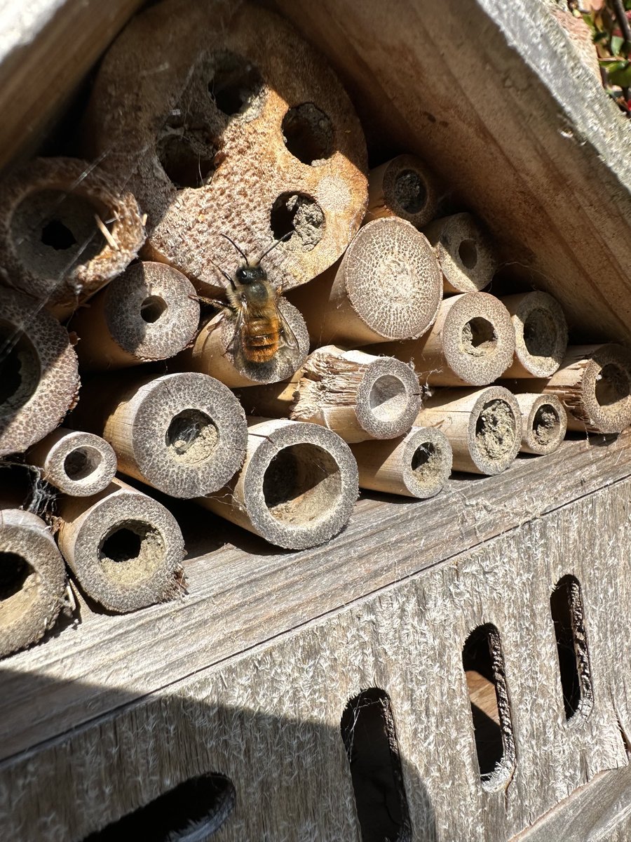 acherontiadex's tweet photo. Tried to sneak up on Red Mason Bees on Pauline’s bee hotel #redmasonbee #ukbees #gardenwildlife https://t.co/kV7RW99Doa
