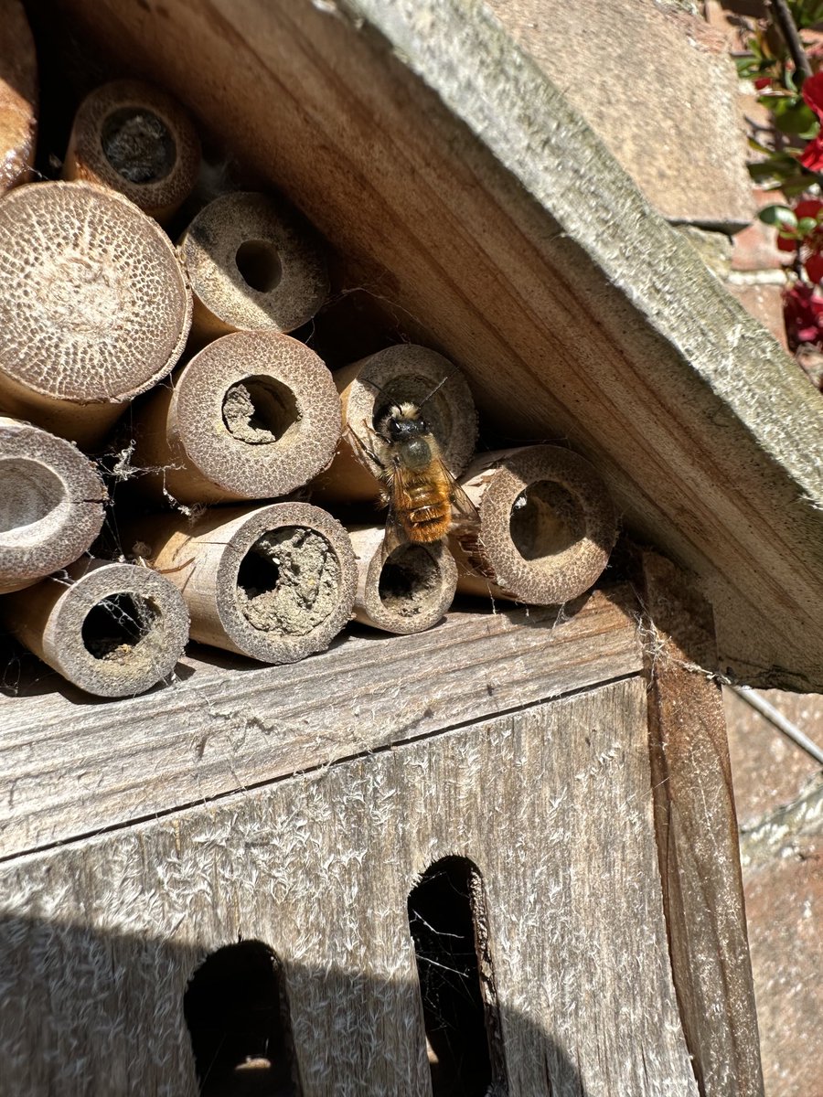 acherontiadex's tweet photo. Tried to sneak up on Red Mason Bees on Pauline’s bee hotel #redmasonbee #ukbees #gardenwildlife https://t.co/kV7RW99Doa