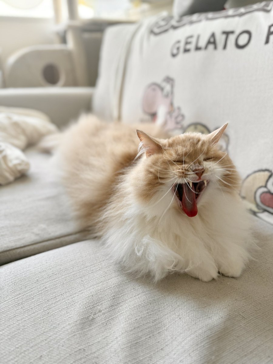 バロン様 バロン (@baron3636) / Posts / X