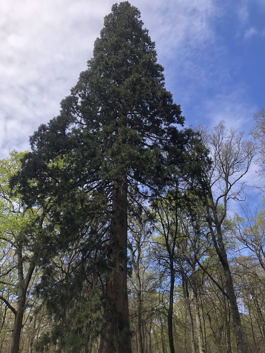 Прамяняла б усе мясцовыя лясы на свой пад вёсачкай. Каб жаж!