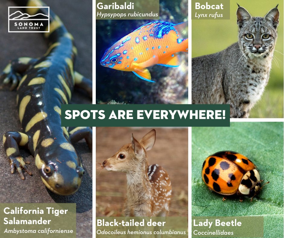 Spots can provide excellent camouflage, especially when animals are young and defenseless. White spots on fawns help them blend in better with the sunlight-dappled forests &amp; grasslands. Spots can also act as a warning against predators like the spots on ladybugs.