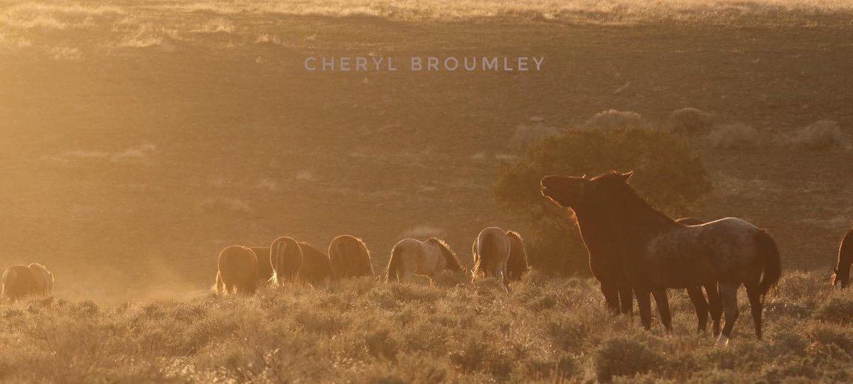 carsonvalleynv's tweet photo. In Carson Valley, “The Band” doesn’t play music—they make memories. This Easter, watch them roam against a backdrop of blooming meadows and peaceful skies. #WhyCV
Happy Easter, from the wild side of Nevada. 🐰
📸 Cheryl Broumley - Pine Nut Wild Horse Advocates https://t.co/KEaaupqcNe