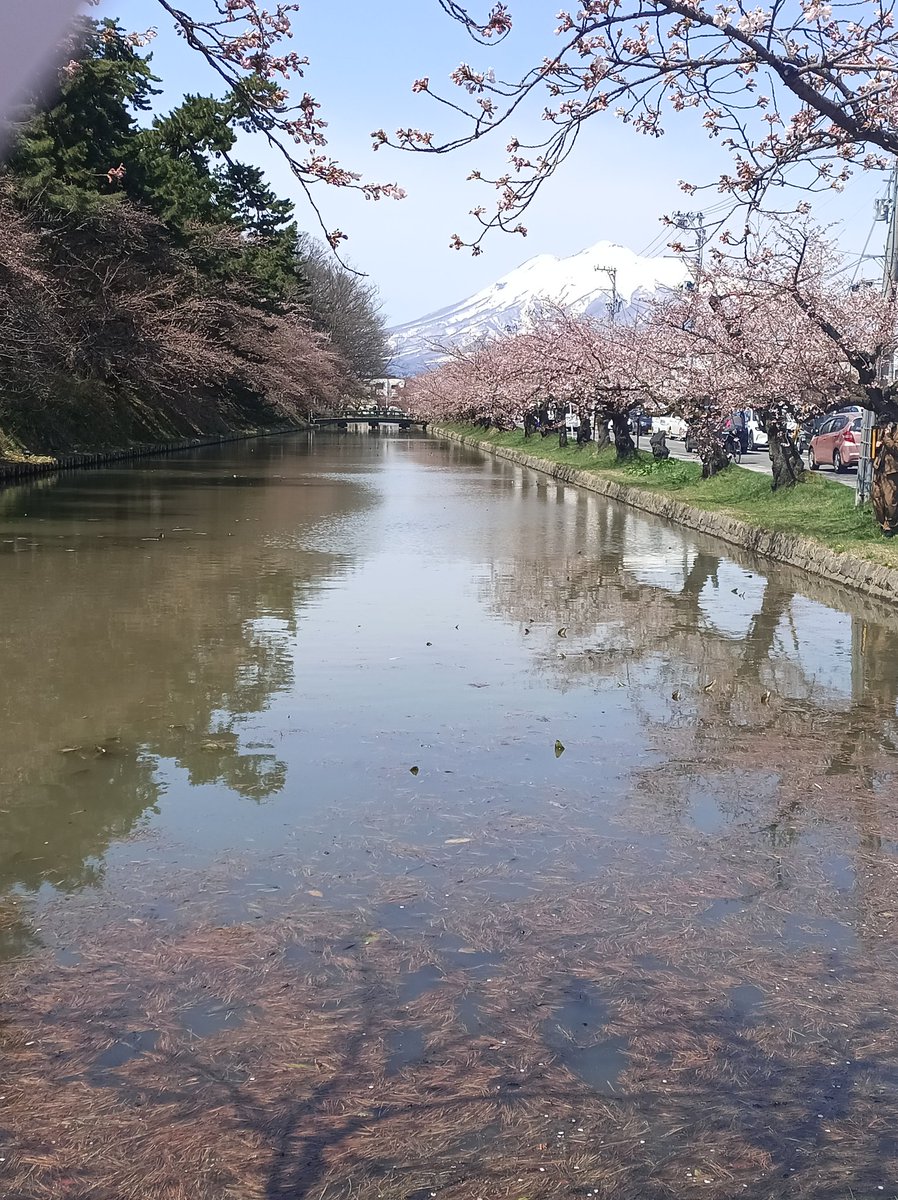 昨日、桜祭り初参戦してきました
なんとなくで撮った風景が盛れたの自慢😌