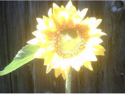 Army of Potheads tweet media