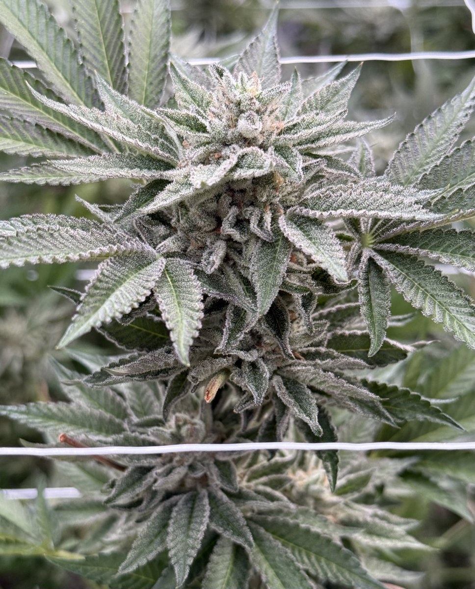 BSC_HarryPalms's tweet image. TMZ 
Z X (Z X SHERBANGER)
CANDY FUMEZ Z BX1
Eye watering Key Lime Z terps

As I step away from using Z, or Z hybrids in any of my work, I&apos;ve decided to let my TMZ cut out to the public on 4/20.

Website only 🌊 Limited🌊
bloomseeds.farm

Props to Brsc for his sb pollen.