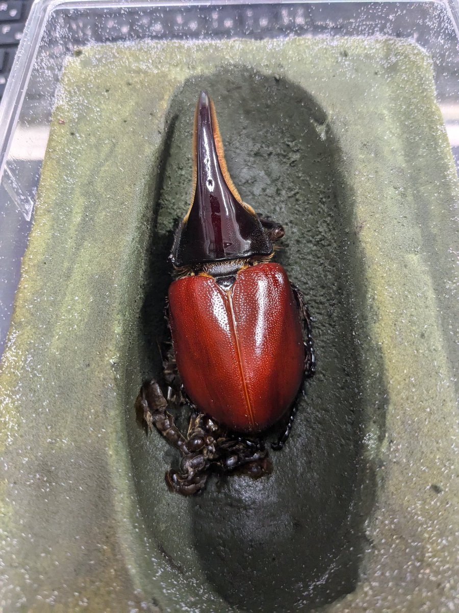 サタン オオカブト
最初の♂が羽化しました。
後、40頭位羽化する予定。
蛹化しているのは10頭位
後はまだ幼虫している…