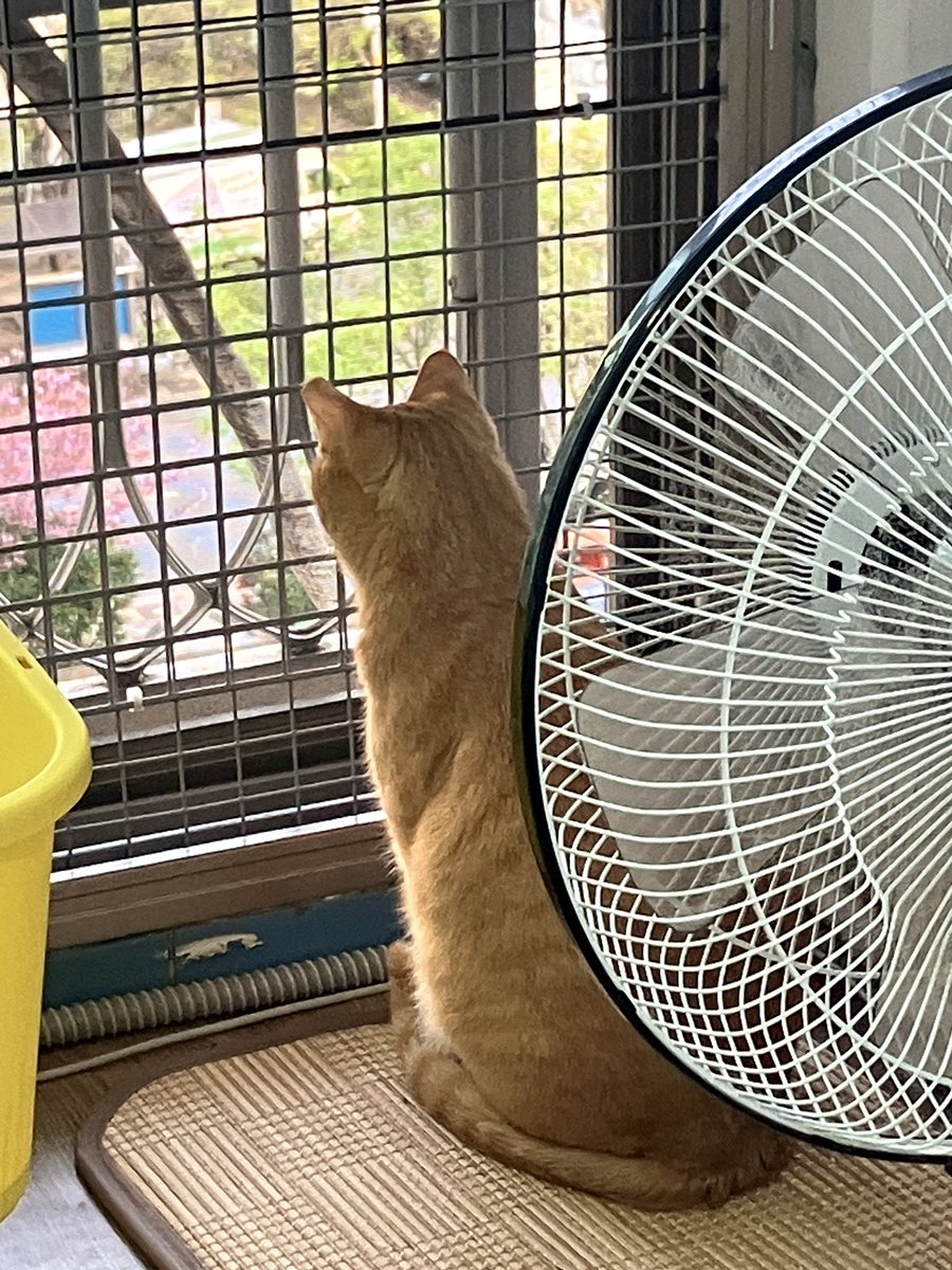 다가오는 살구와의 두 번째 여름